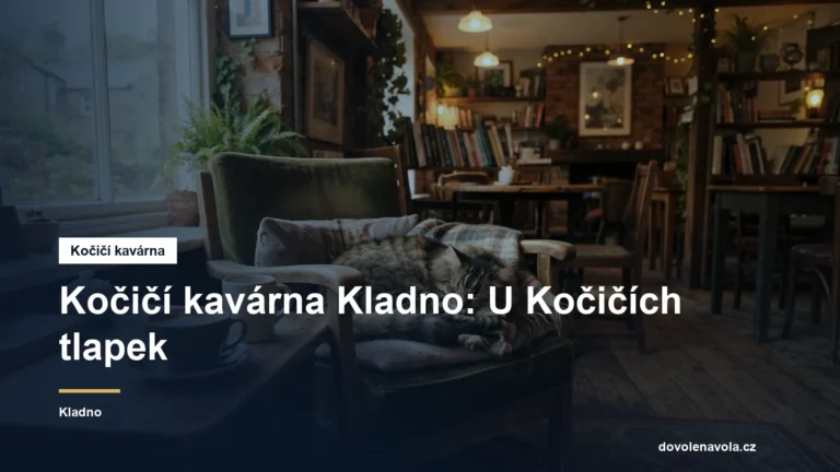 Kavárna s kočkami