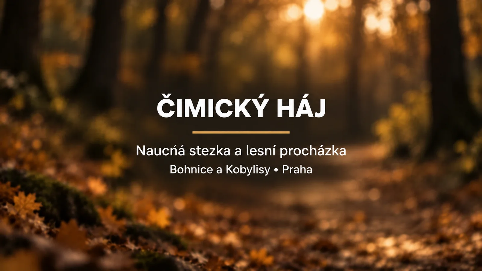 Čimický háj: bílý název a zlatá linka na rozostřeném pozadí podzimní lesní cesty