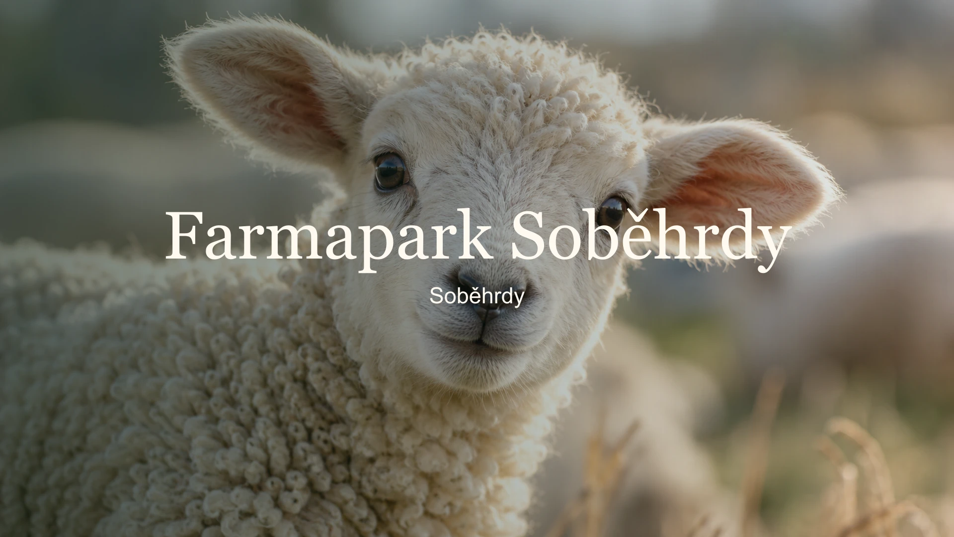 Detail jehněte s názvem Farmapark Soběhrdy a lokalitou Soběhrdy.