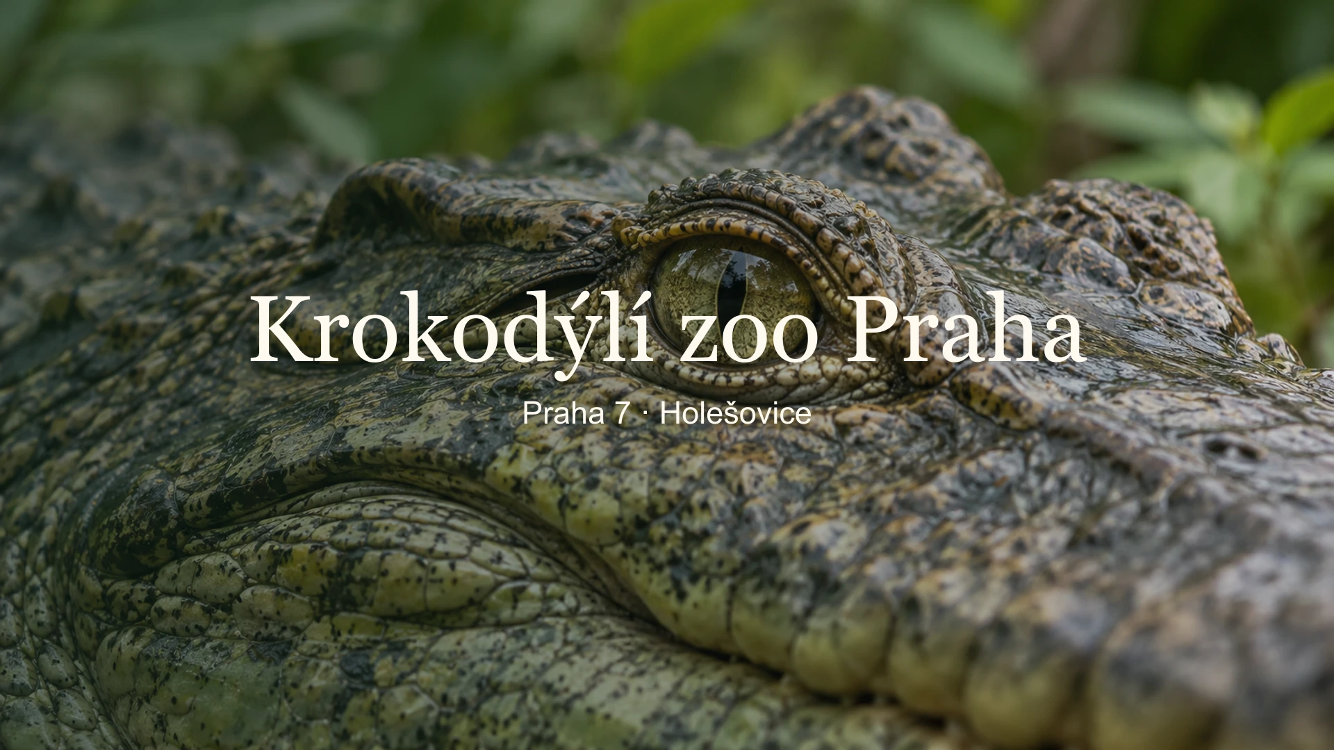 Detail krokodýlího oka a šupin s názvem Krokodýlí zoo Praha a lokalitou Holešovice.
