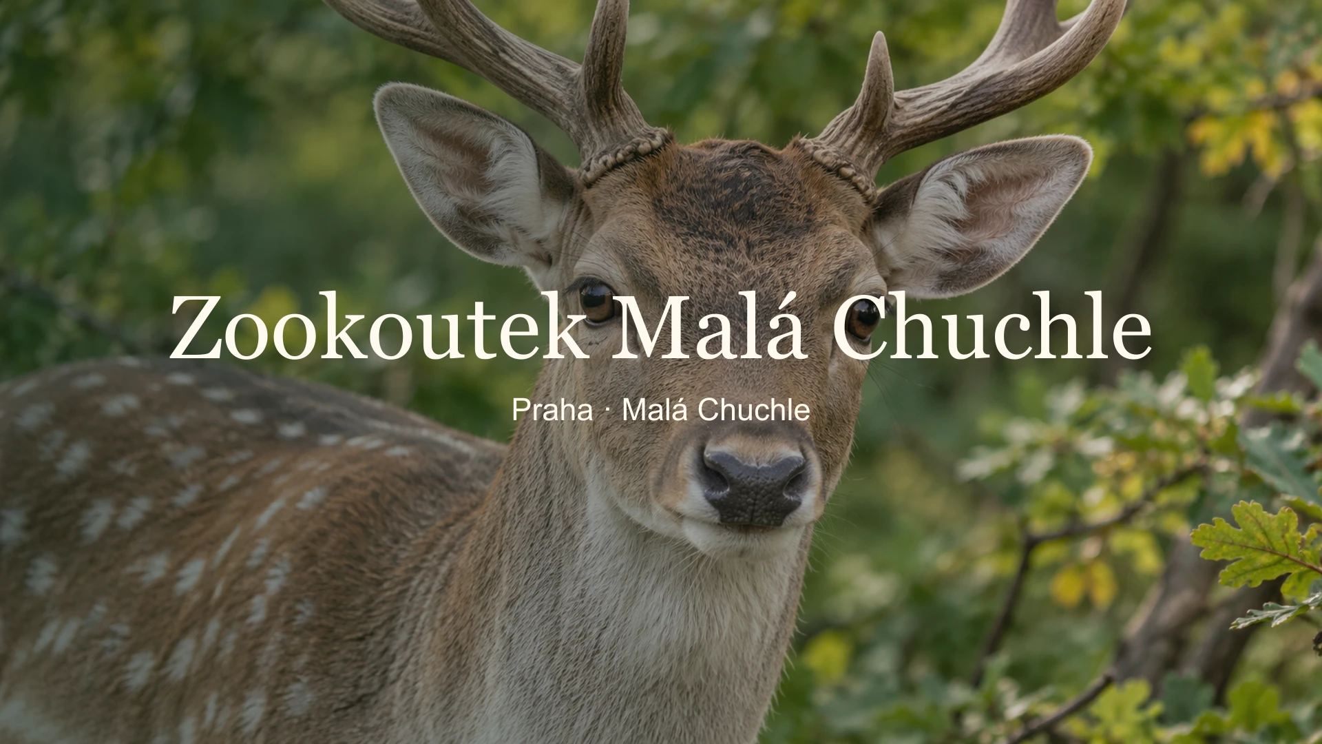 Detail jelenovitého zvířete s názvem Zookoutek Malá Chuchle a lokalitou Praha – Malá Chuchle.