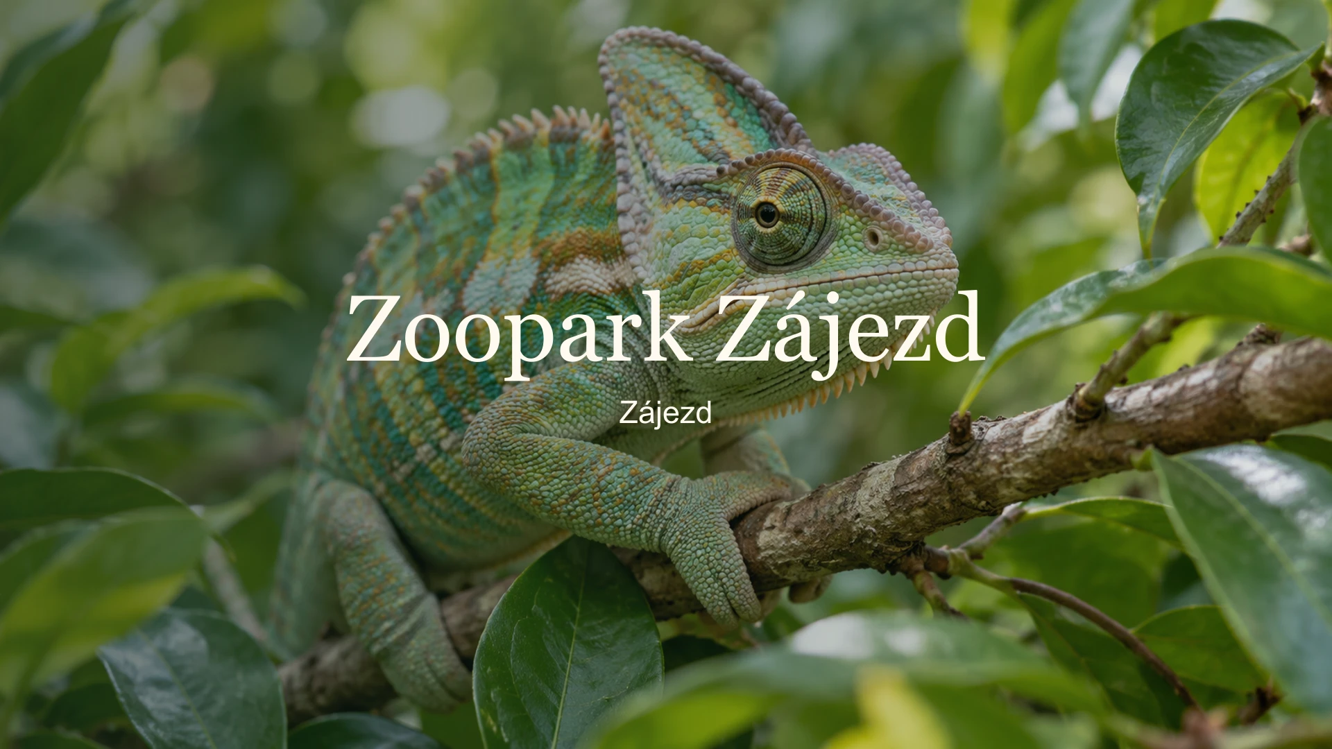 Chameleon na větvi s názvem Zoopark Zájezd a lokalitou Zájezd.