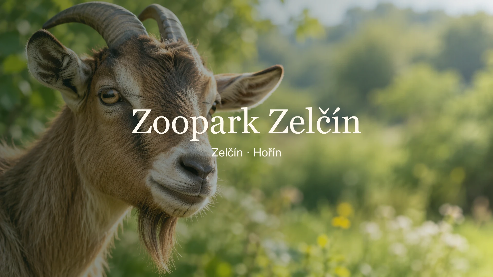 Detail kozy s názvem Zoopark Zelčín a lokalitou Zelčín – Hořín.